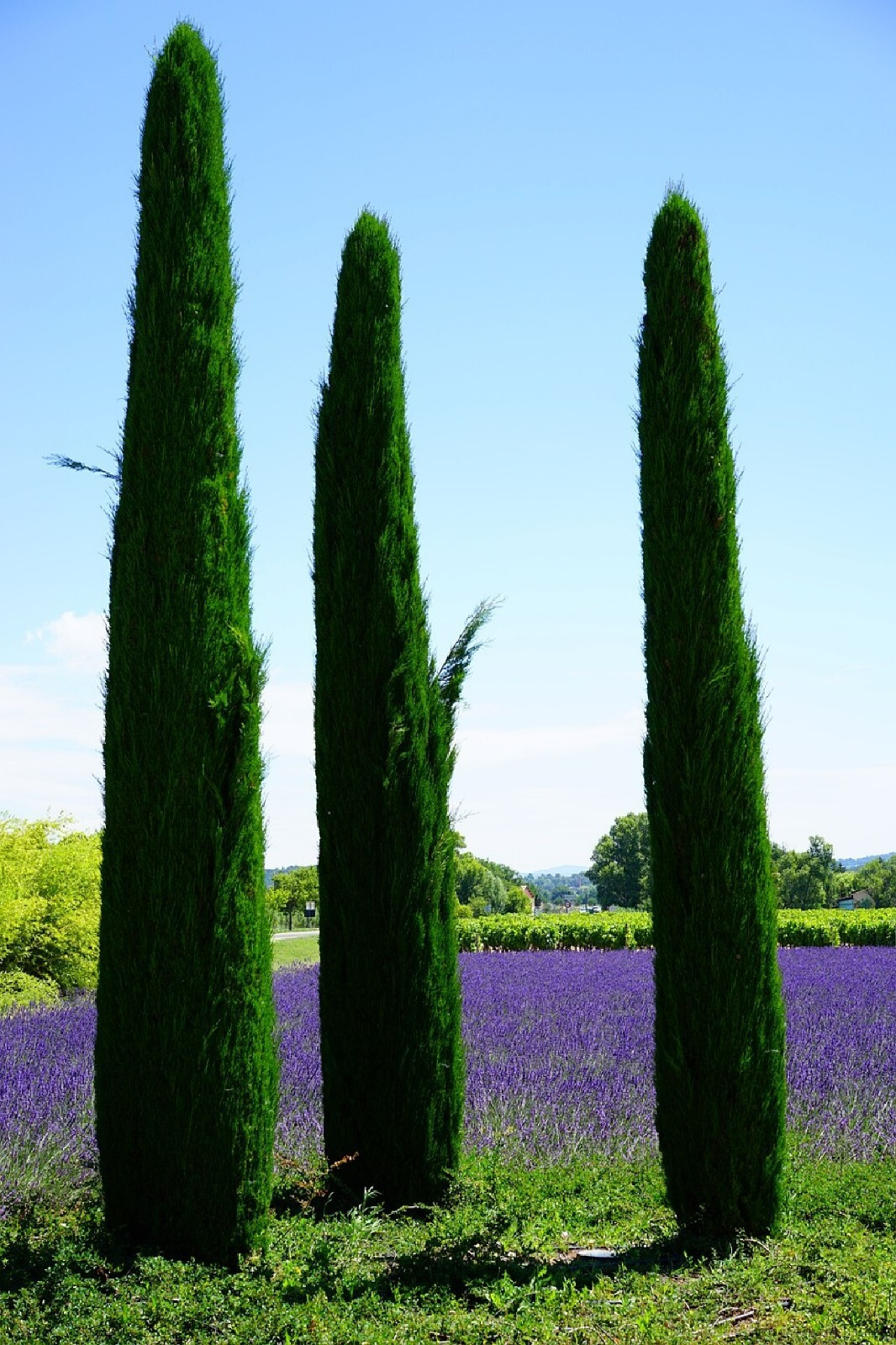 Cypress Cupressus Sempervirens Stricta Italian Cypress 200 S...
