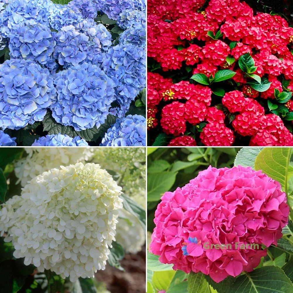 Mixed Hydrangea Perennial Hardy Shrub 50 Seeds