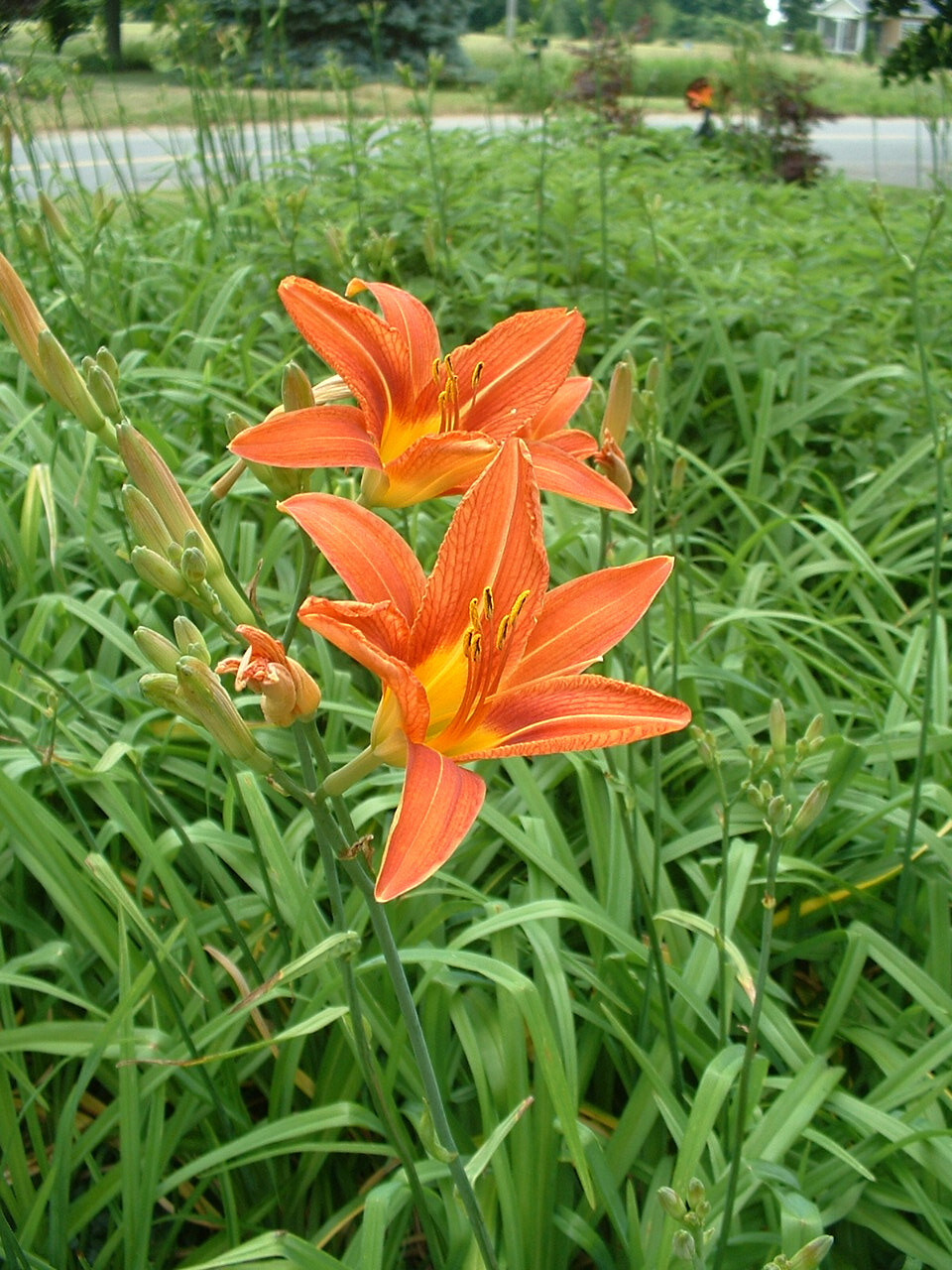 Day Lily Fans Hemerocallis Fulva Organic Tawny Ditch Bareroo...