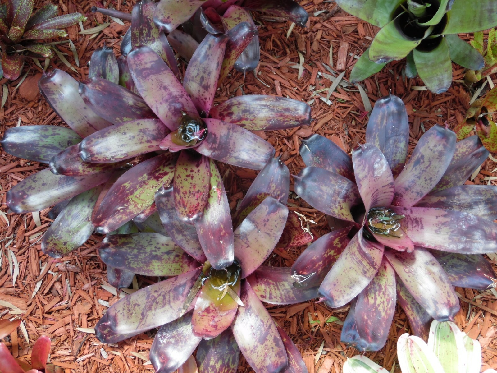 Neoregelia Takemura Princeps Tropical Bromeliad Plant - Larg...