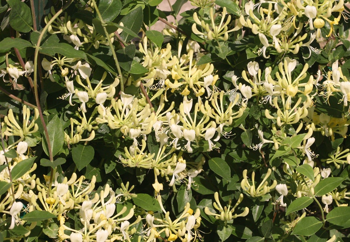 Scentsation Honeysuckle Lonicera Pot