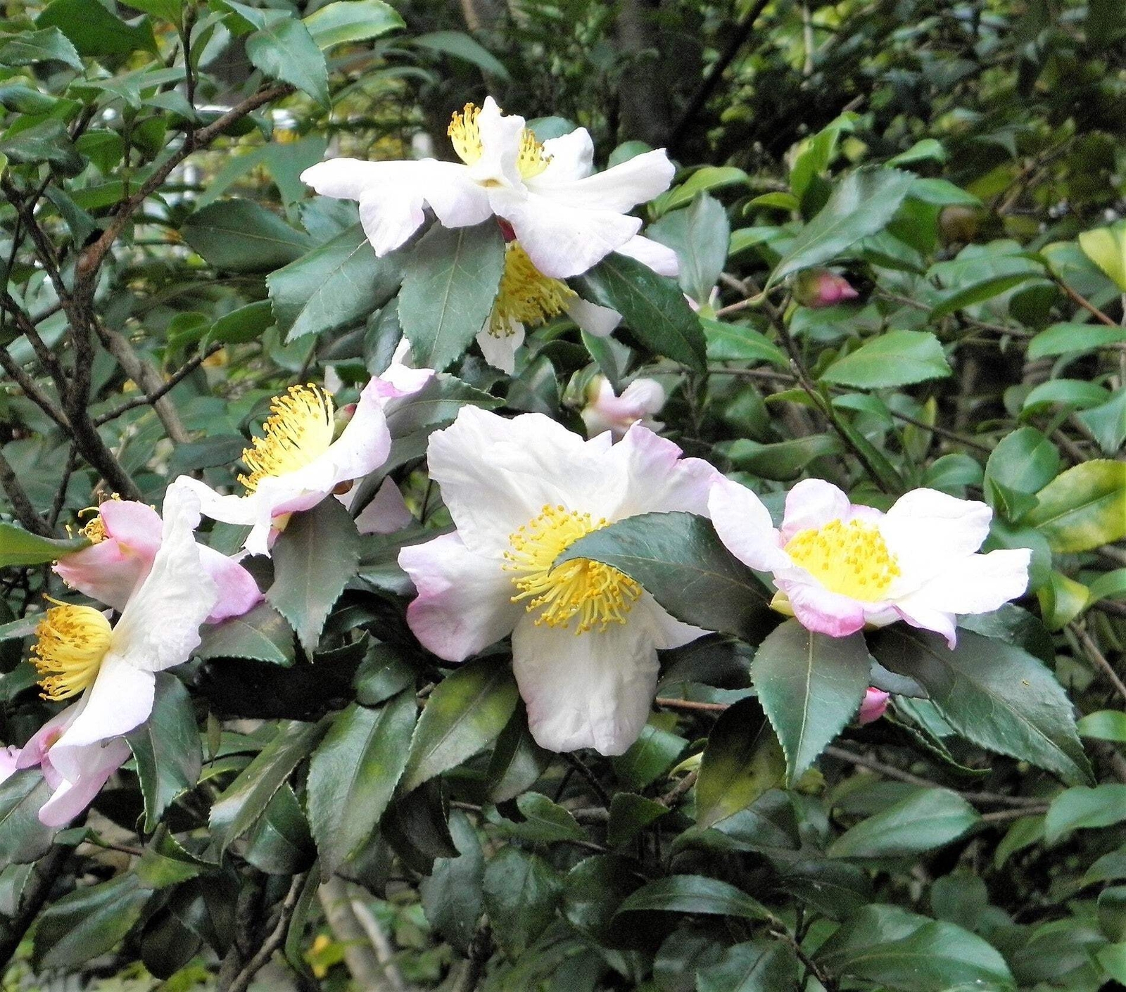 Camellia Sinensis Black & Green Tea Plant Seeds