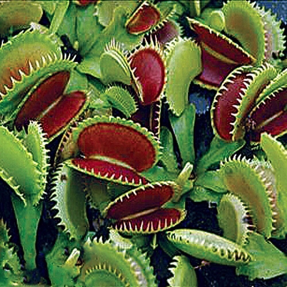 Dionaea Muscipula (Venus Flytrap) Plant - Live Carnivorous P...