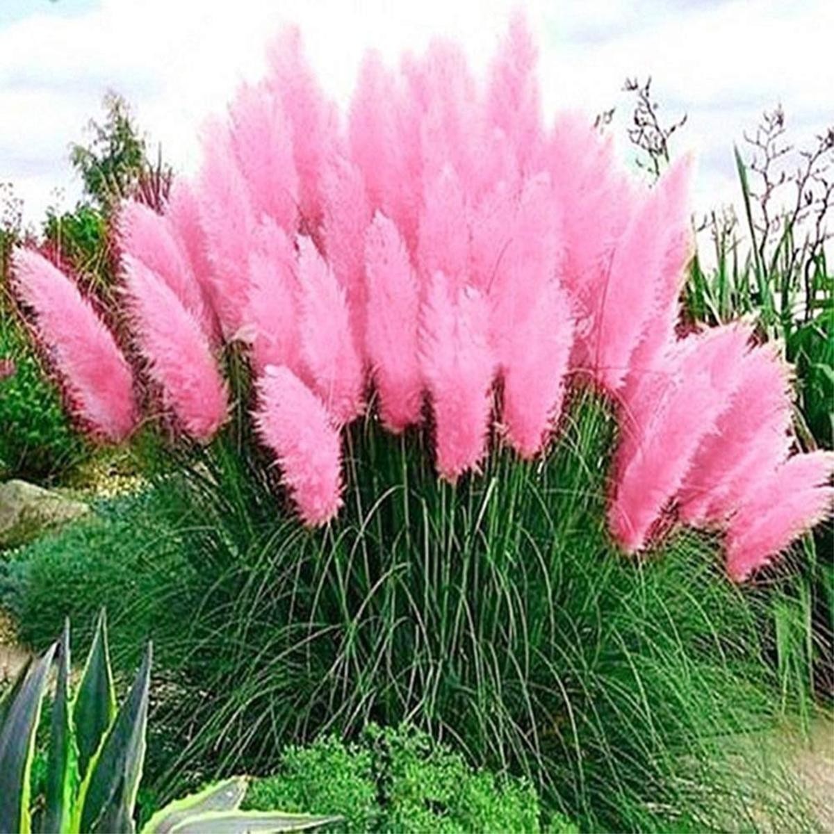Pink Pampas Grass Seeds Cortaderia Selloana