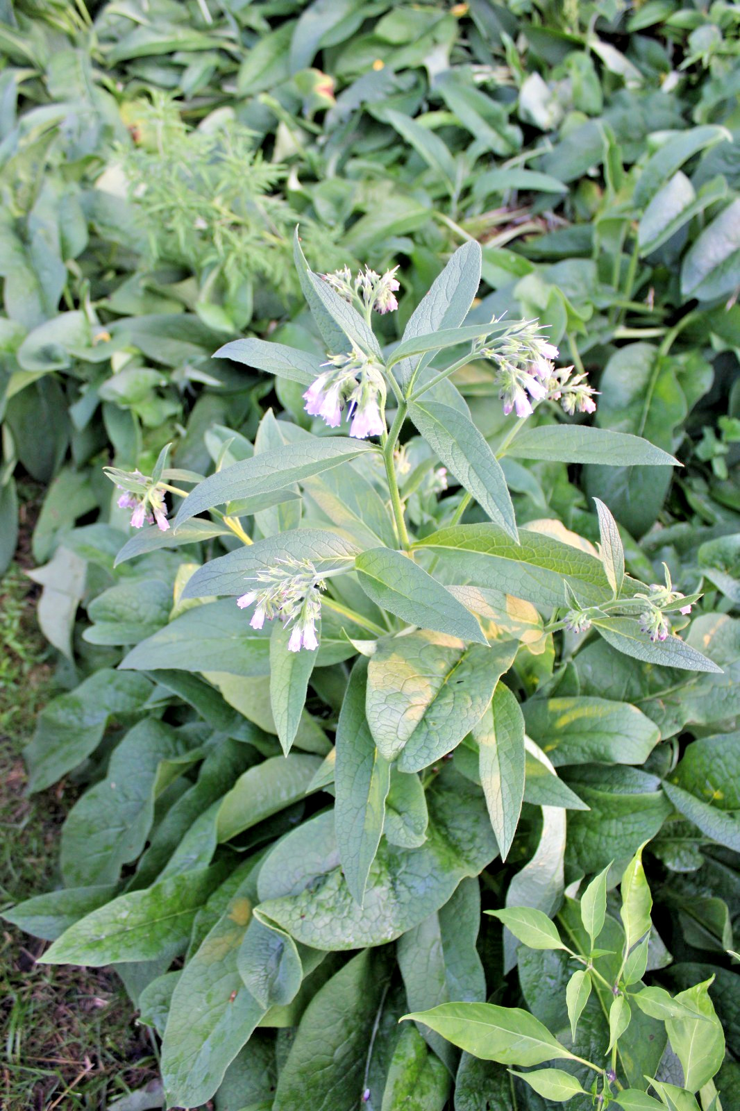Live Organic Comfrey Root Pieces for Planting New Plants - 5...