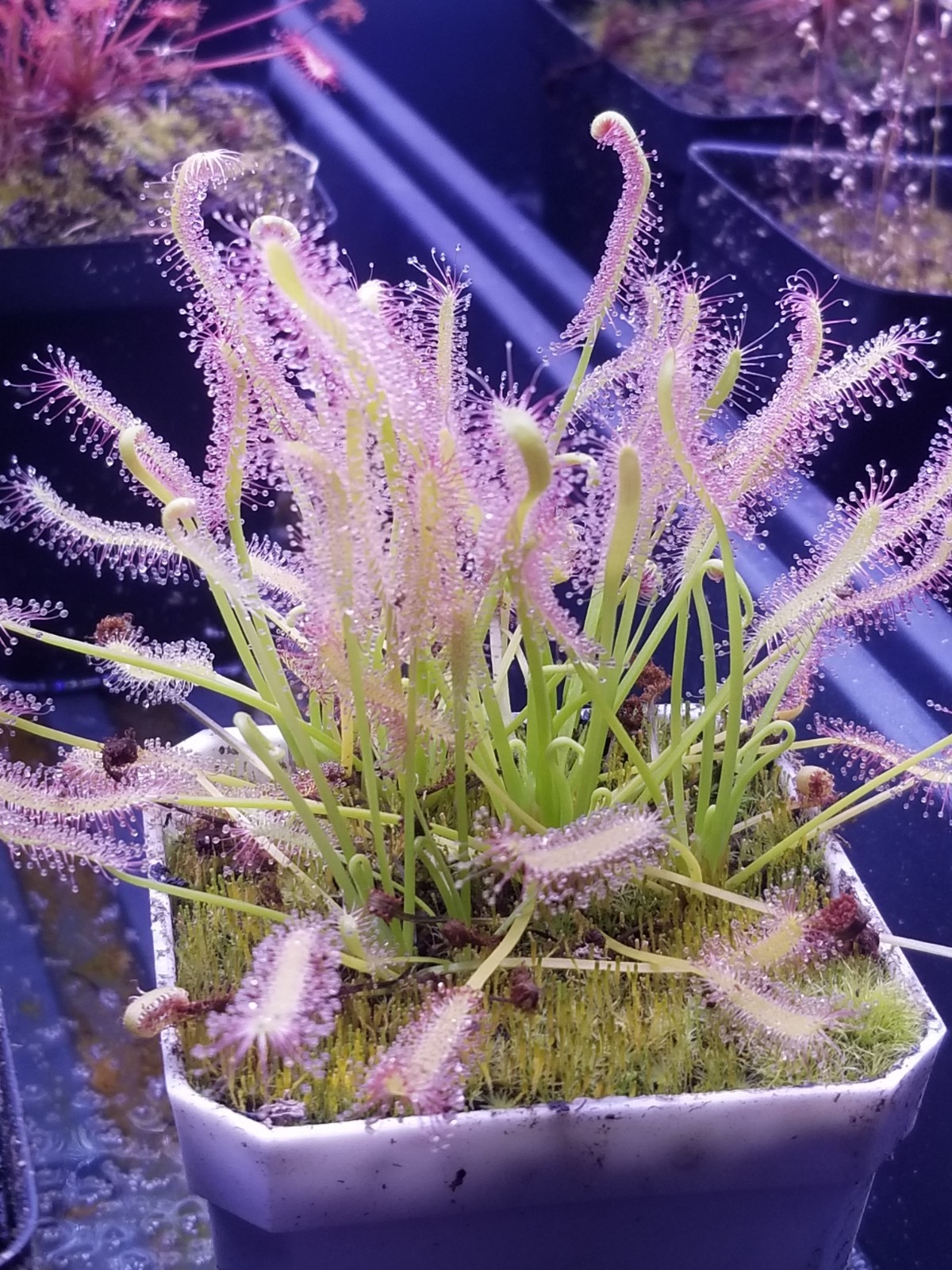 Drosera capensis "Alba" Carnivorous Sundew Plant Seeds
