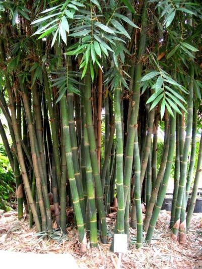"Bambusa Oldhamii Bamboo Ornamental Hedge - 100 Seeds"