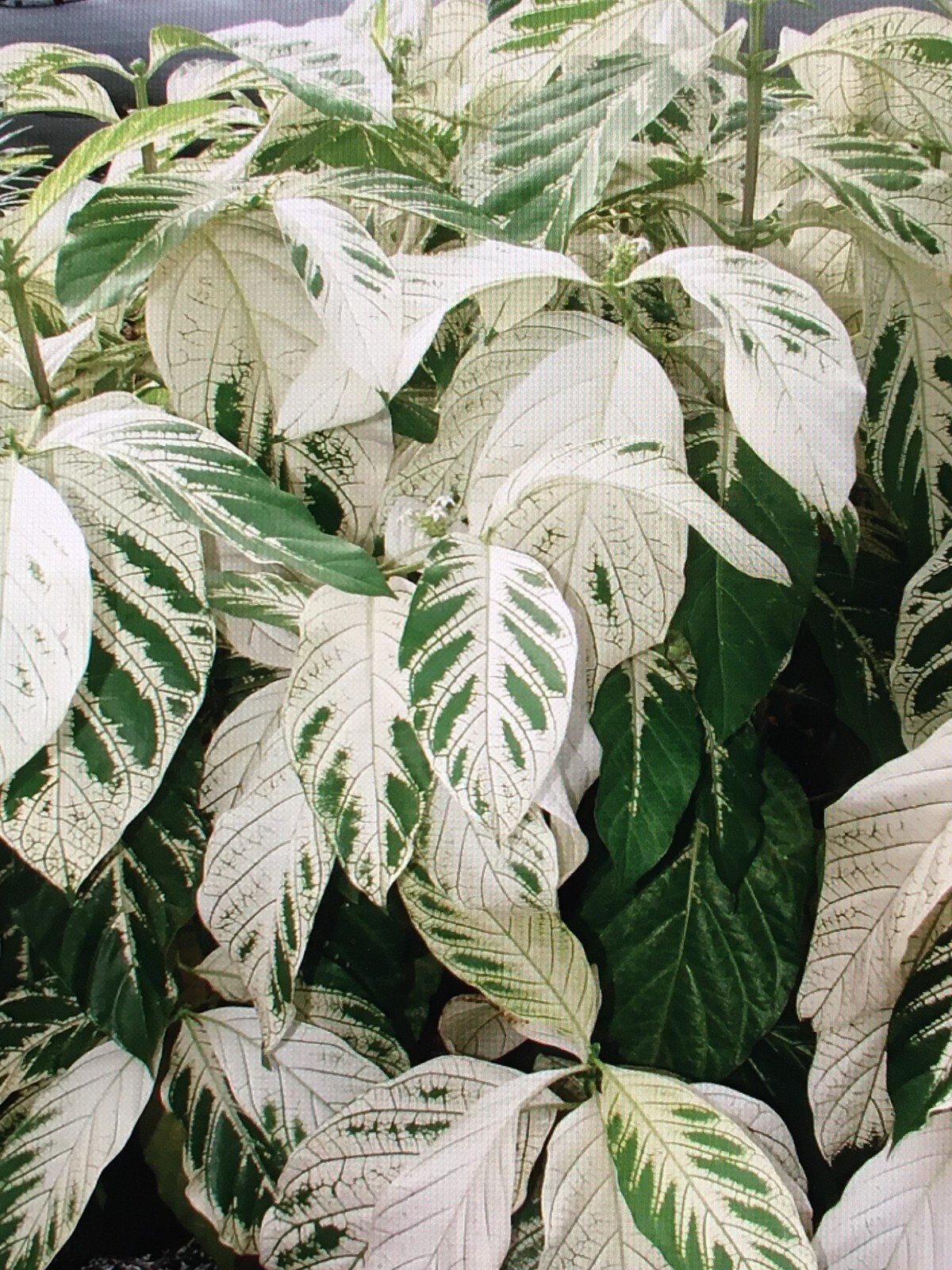 Variegated Noni Seedling - 5-10 Inches