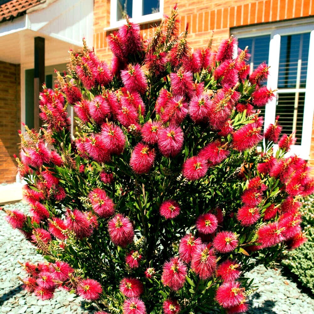 Crimson Bottlebrush Flower Tree Houseplant Seeds - Callistem...