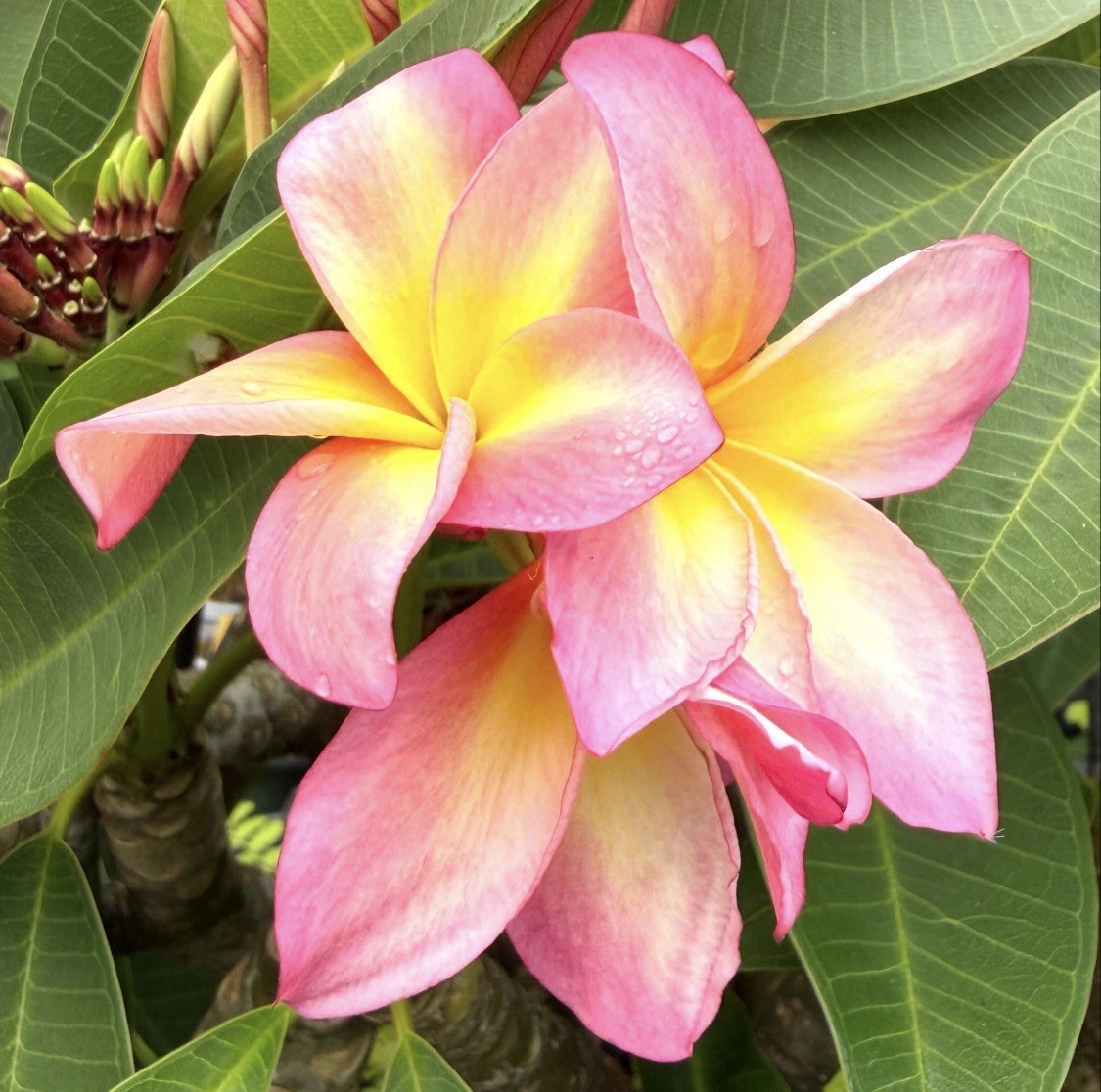 Tropical Dream Plumeria Plant Cutting, 16" Stem