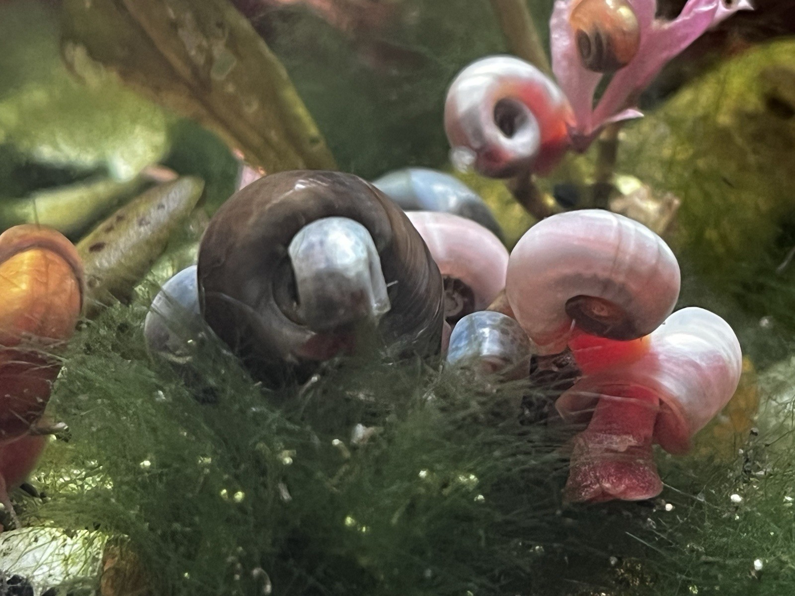 Multi-Colored Ramshorn Snails (Blue, Red, Orange) Algae Eate...