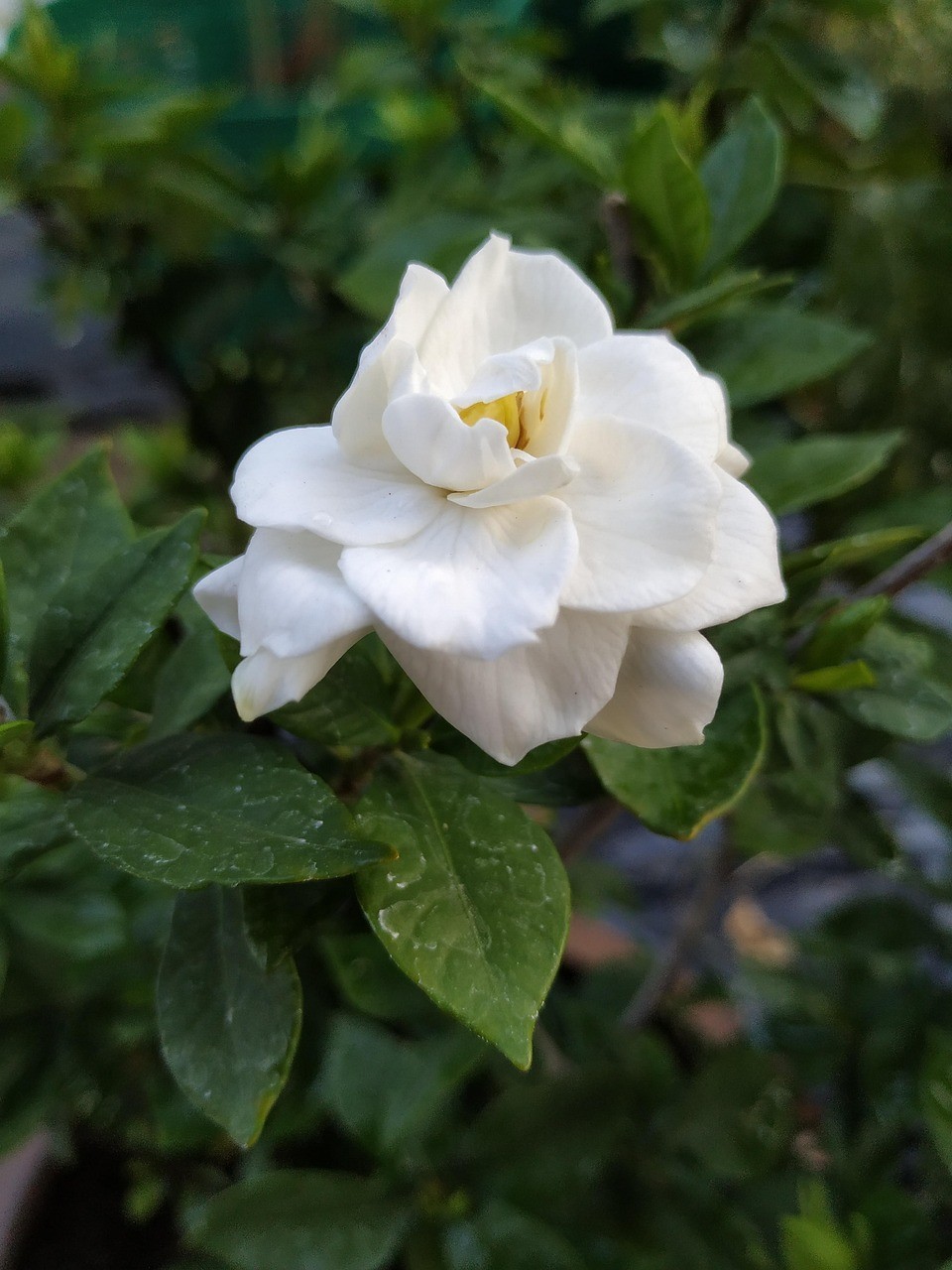 Cape Jasmine Gardenia Jasminoides Seeds for Planting