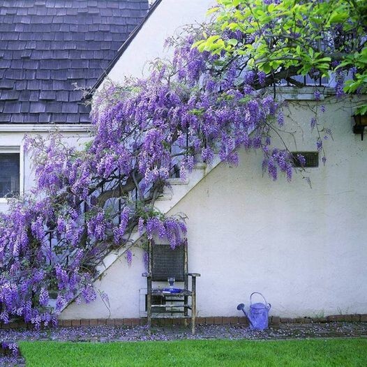 Japanese Wisteria Floribunda Purple Ornamental Vine Seeds