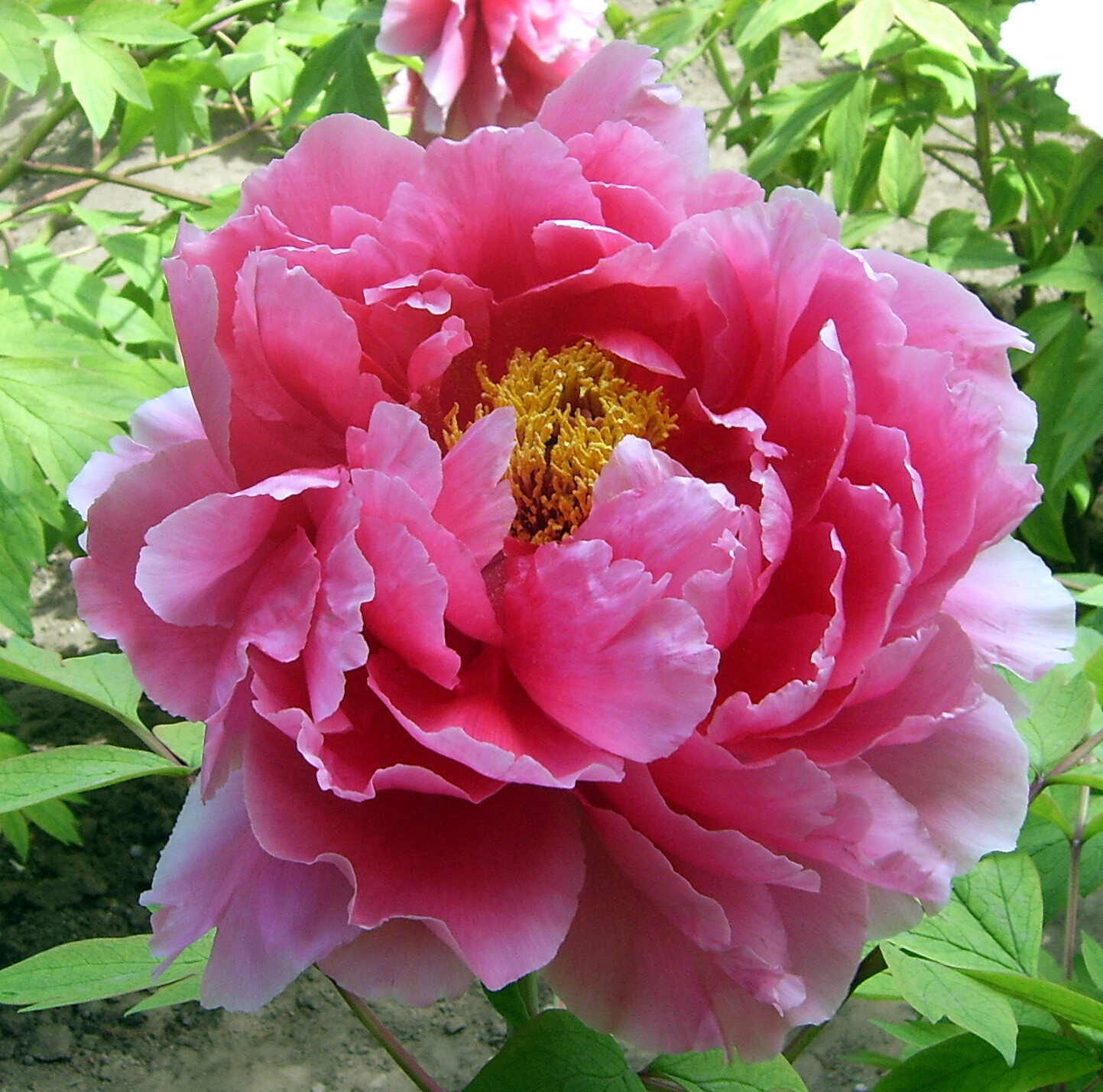 Tree Peony Paeonia Suffruticosa Seeds