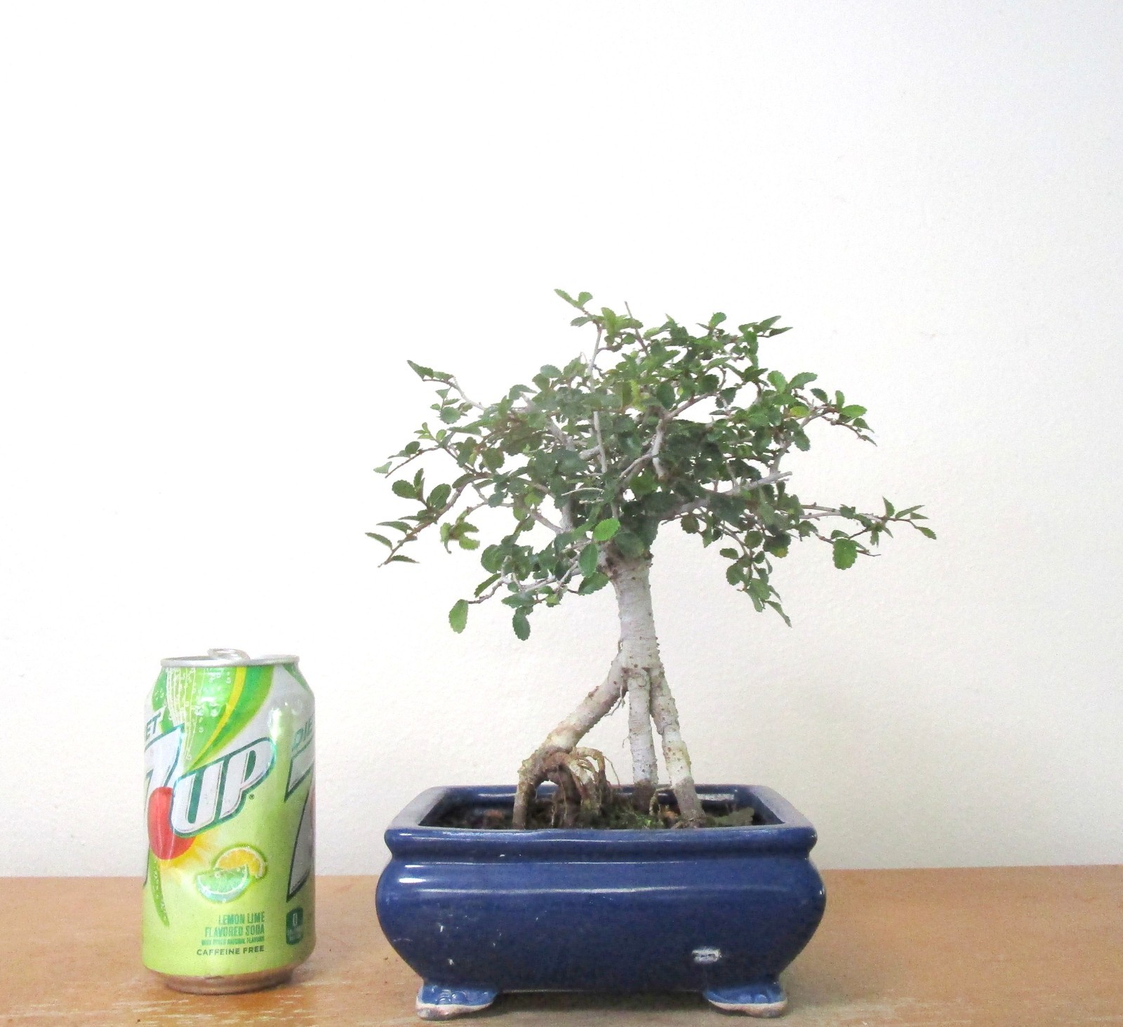 Chinese Elm Mame Shohin Bonsai Tree Exposed Roots