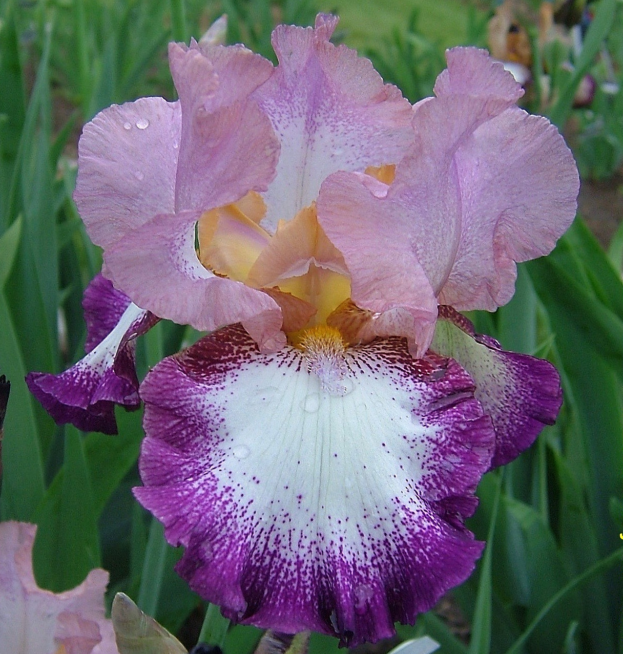 Change of Pace Tall Bearded Iris Rhizome, Pink/Purple Perenn...