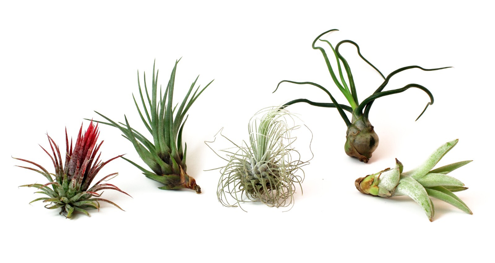 Live Tillandsia Air Plants 5 Pack - Low Maintenance Exotic V...