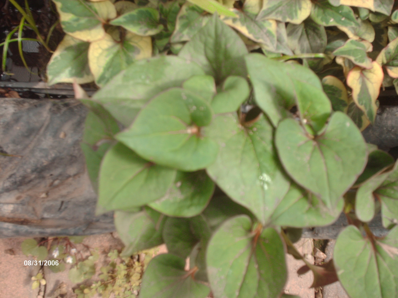 Chameleon Plant, Koi Water Pond Plant, Bio Filter, 100% Orga...
