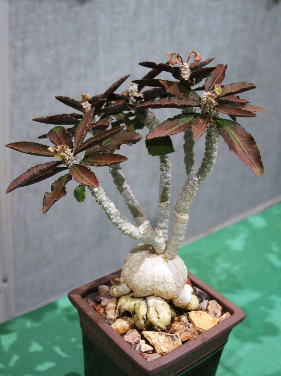 Euphorbia Ambovombensis Exotic Madagascar Bonsai Caudex Cact...