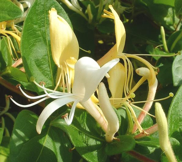 Japanese Honeysuckle Seeds - Golden Silver Graines Semillas