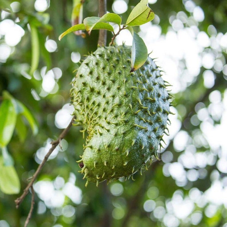 Soursop Seeds - Paw-Paw Sirsak Annona Muricata
