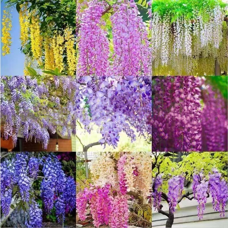 Wisteria Flower Seeds – Mixed Purple, White, Pink, Blue & Go...