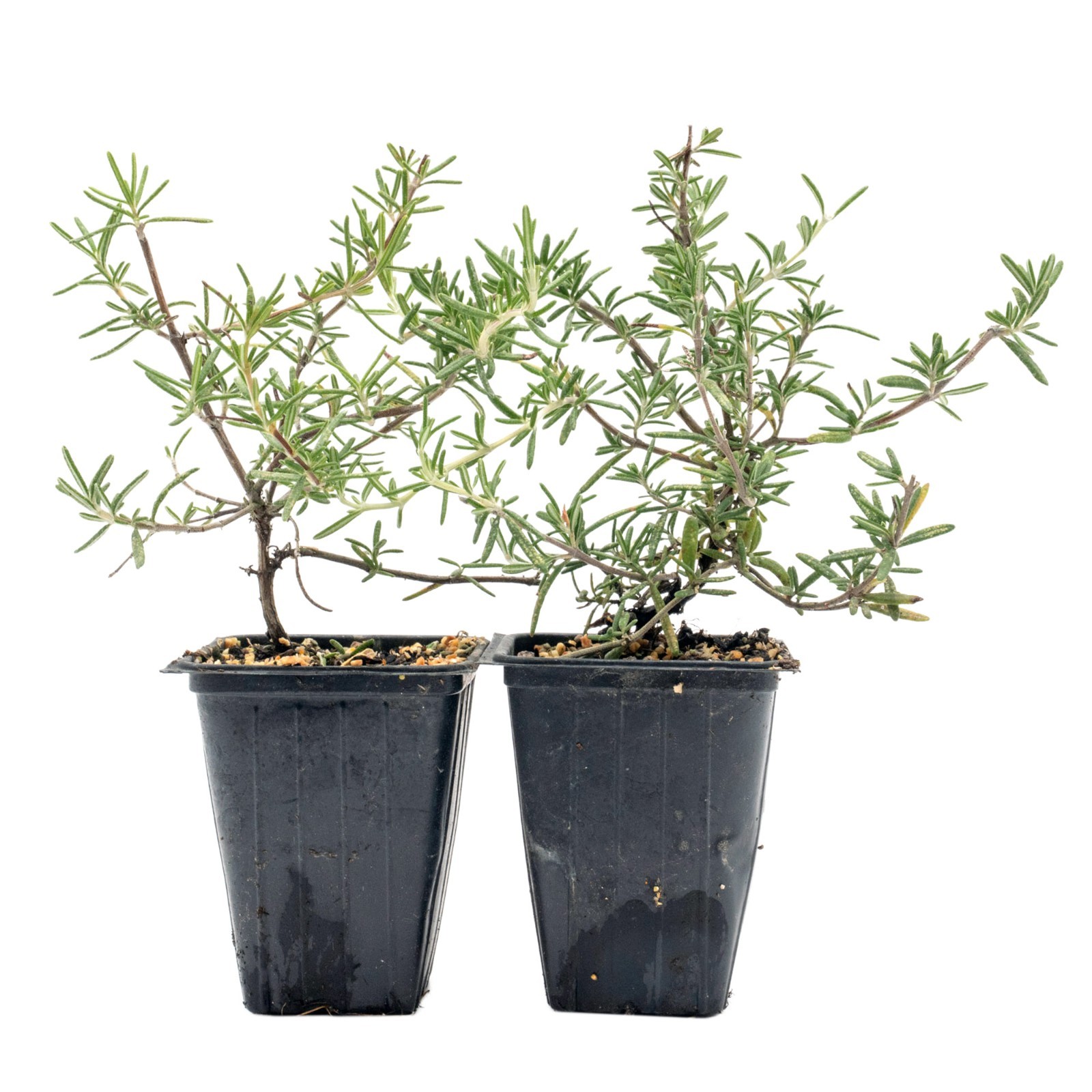 Rosemary 'Huntington Carpet' in 3.5" Nursery Cubes