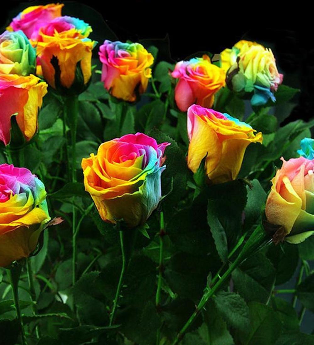 Rainbow Rose Seeds Perennial Hybrid Tea Flower Garden