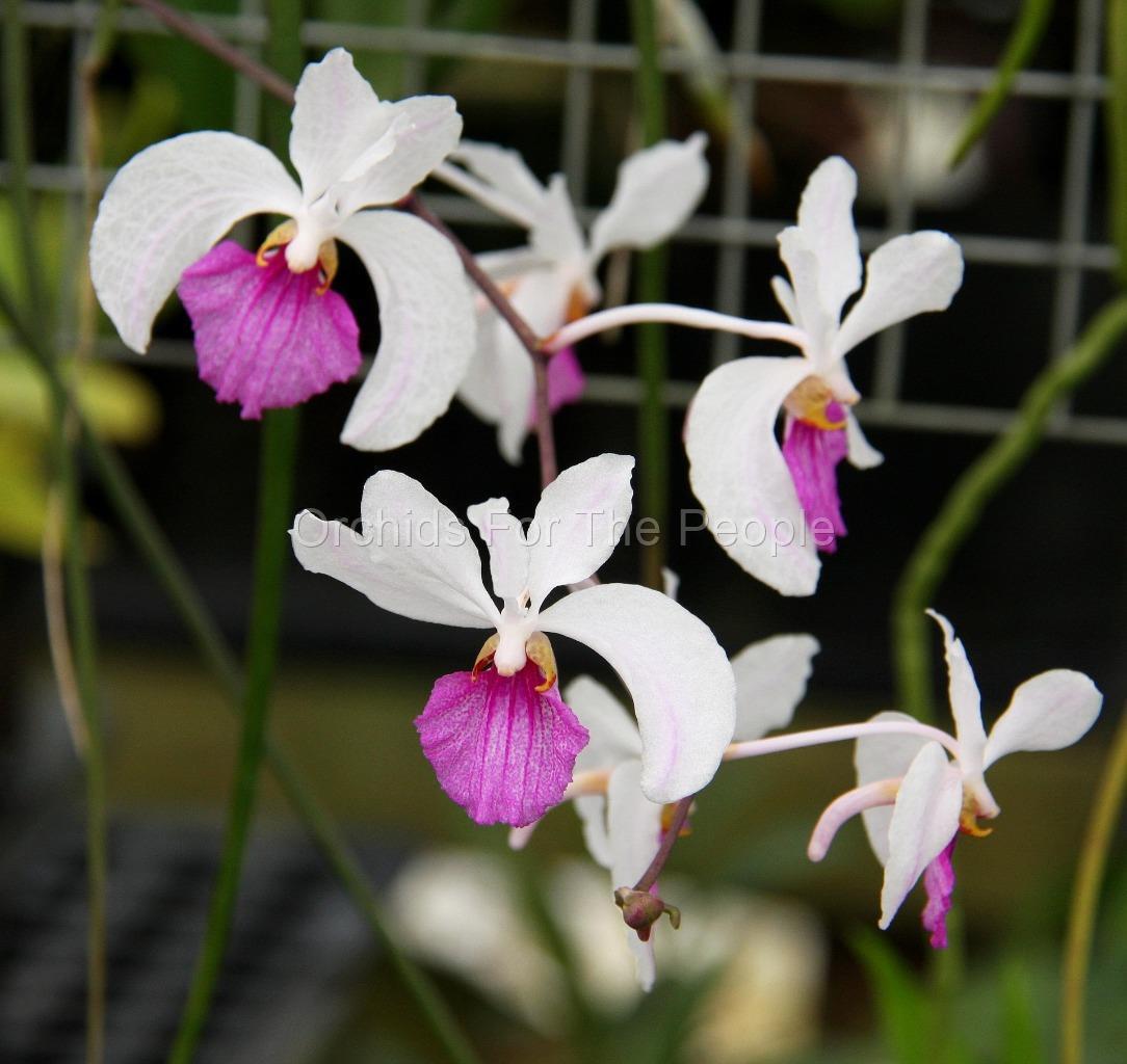 Holcoglossum Kimballianum Fragrant Orchid Species, Blooming...