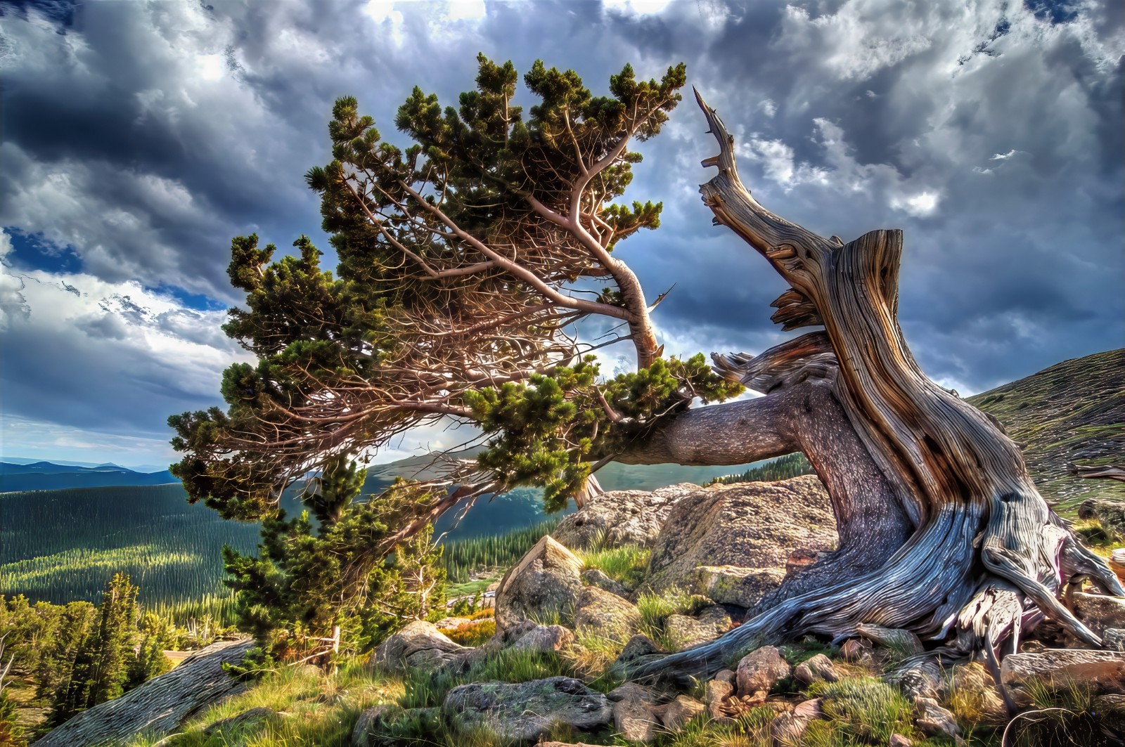 Bristlecone Pine Seeds (Pinus Aristata) - 10 Seeds