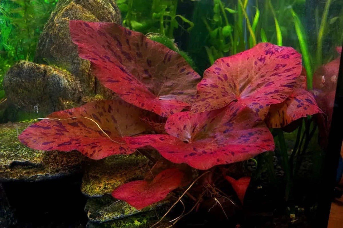 Tiger Lotus Aquatic Plant