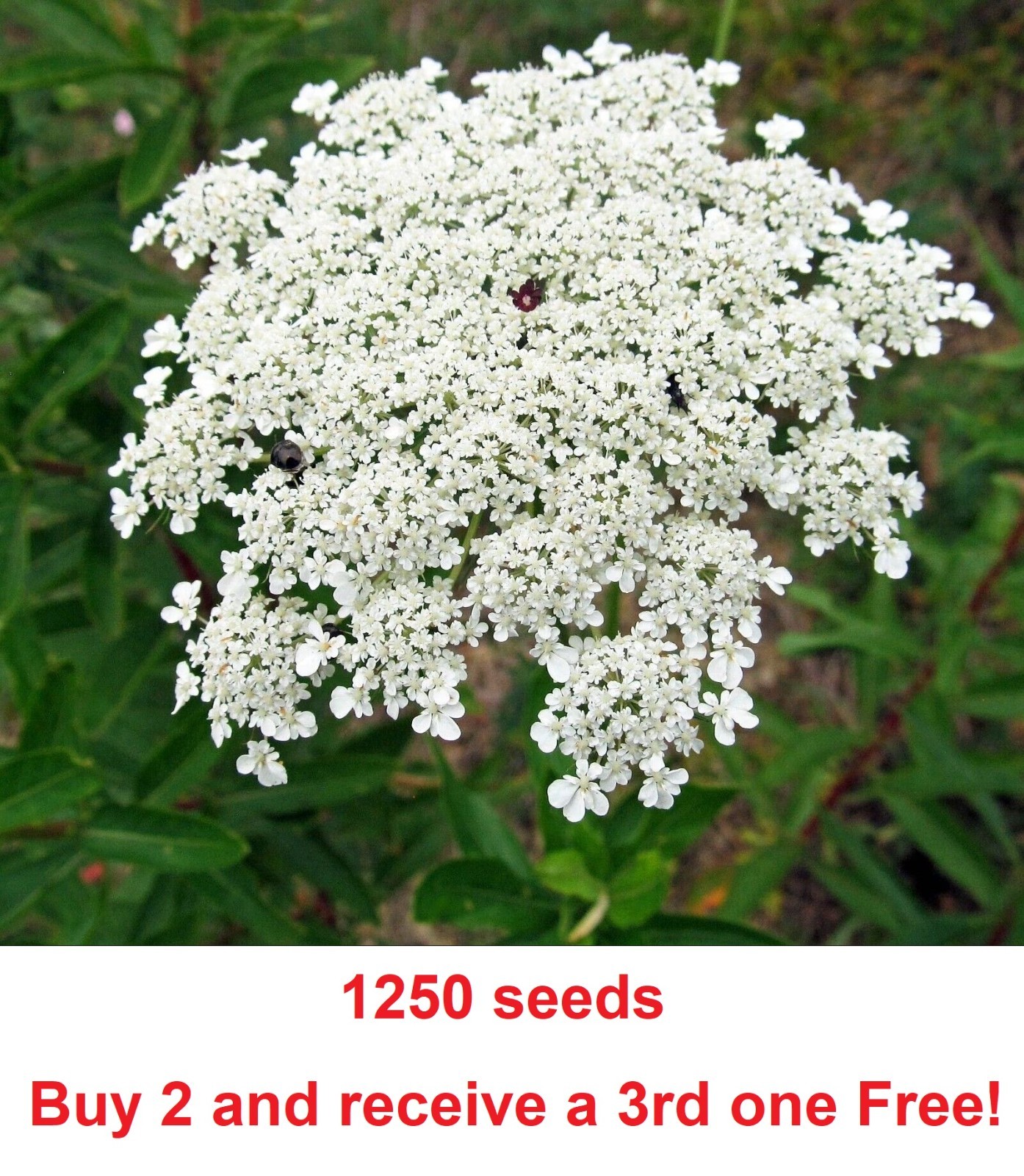 False Queen Anne's Lace Bishop's Flower Seeds (1250 Seeds)