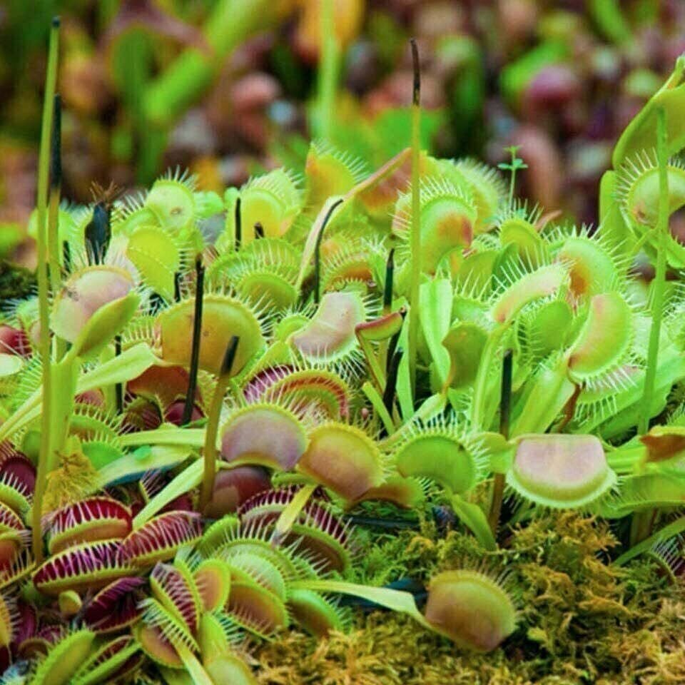 Venus Flytrap Live Plant (Dionaea muscipula)