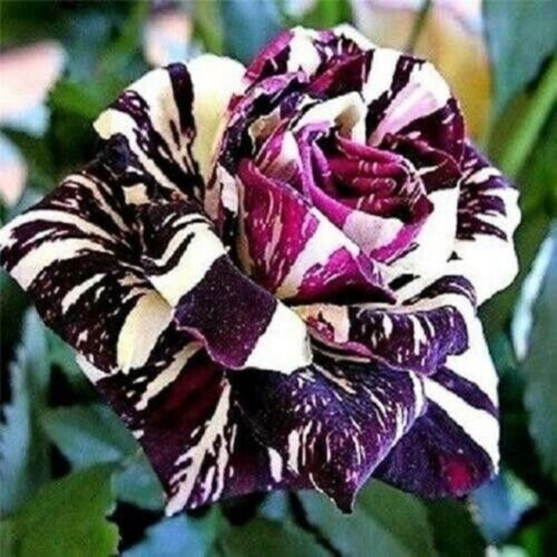 Rare Black Dragon Rose Bush - 50 Seeds