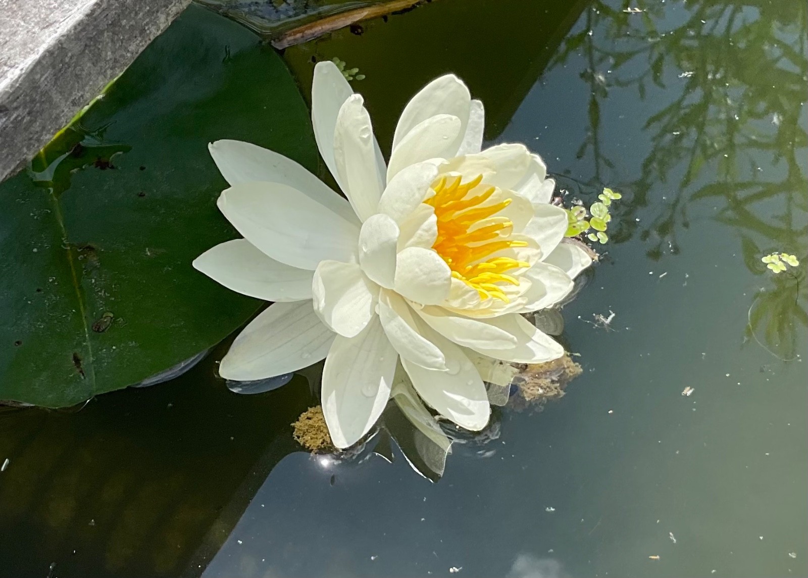 Hardy Pond Lily - Live White Plant - 1”-2” Tubers - Bare Roo...