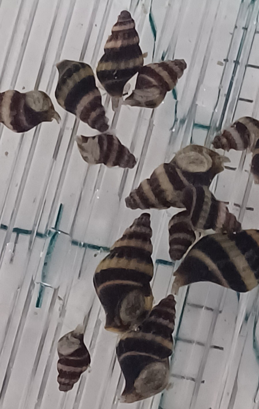 USA Bred Live Assassin Snails