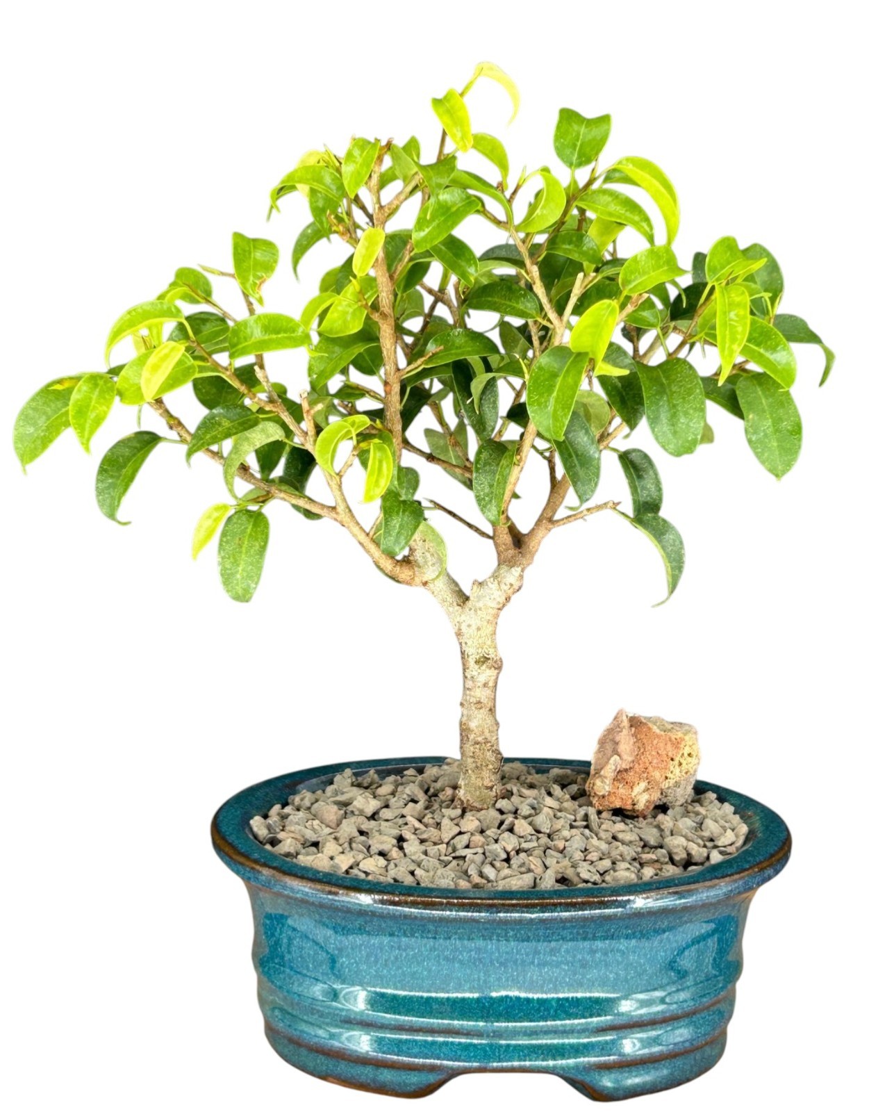 Live Ficus Bonsai Tree 'Too Little' Benjamina Indoor Housepl...