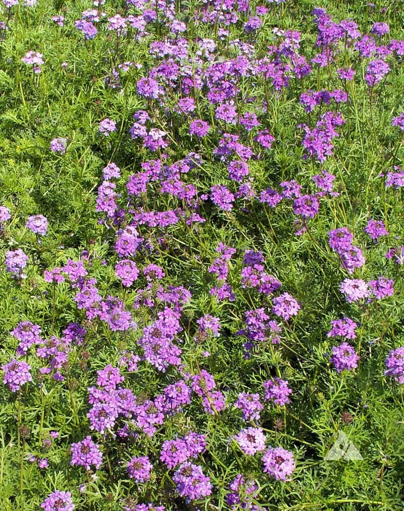 Verbena Purple Moss Perennial 12-18" Flowers 1000 Seeds Non-...