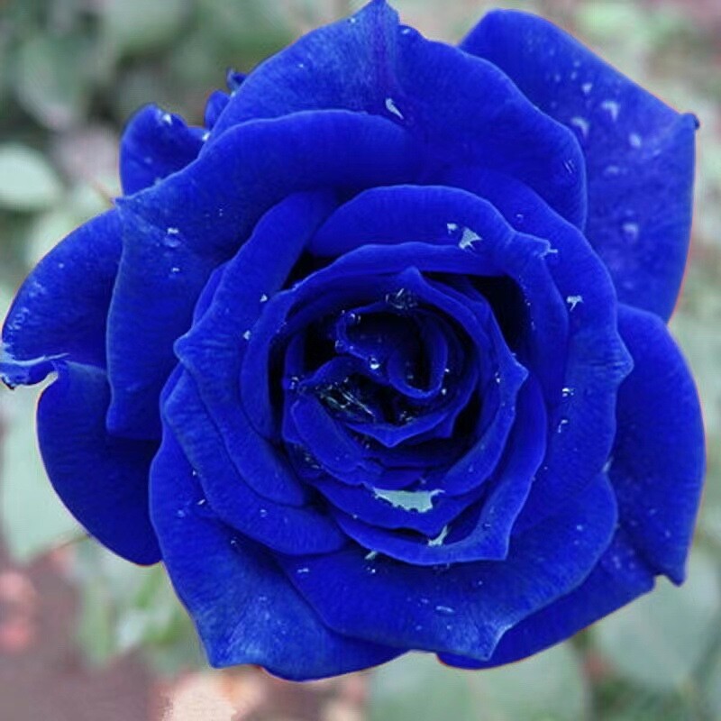 Navy Blue Rose Hybrid Tea Flower Bush Seeds, 20 Seeds