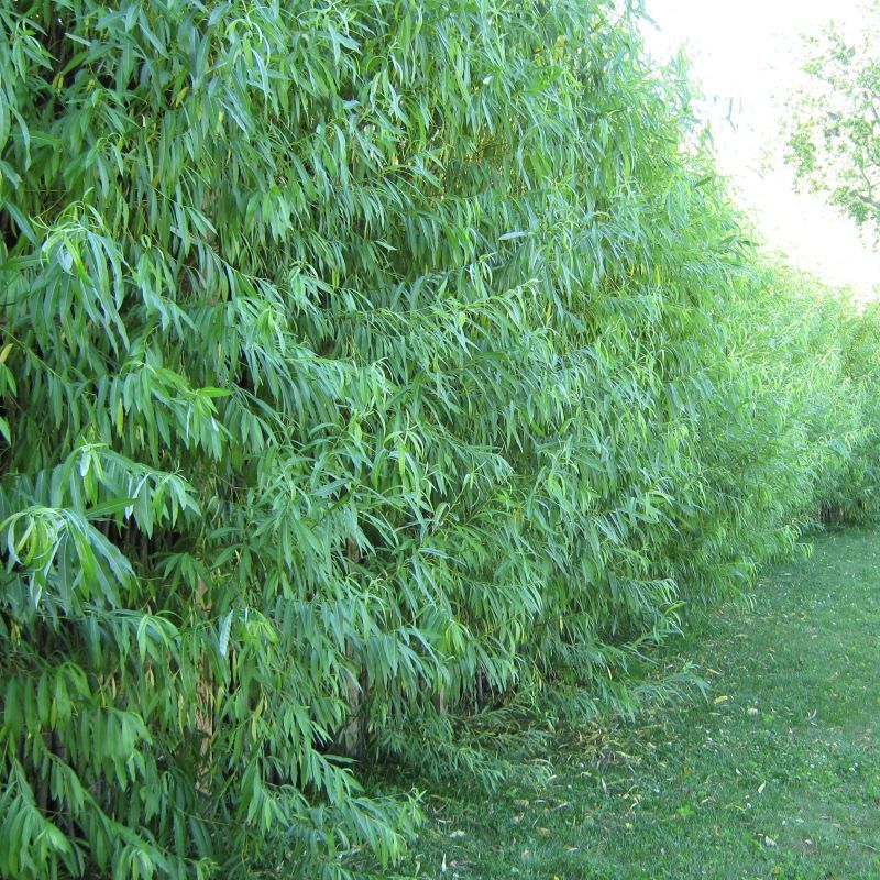 Hybrid Aussie Willow Trees, 5-Pack