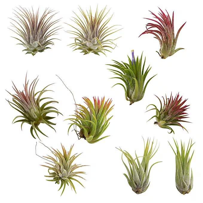 Tillandsia Ionantha Color Changing Air Plants, 10 Pack