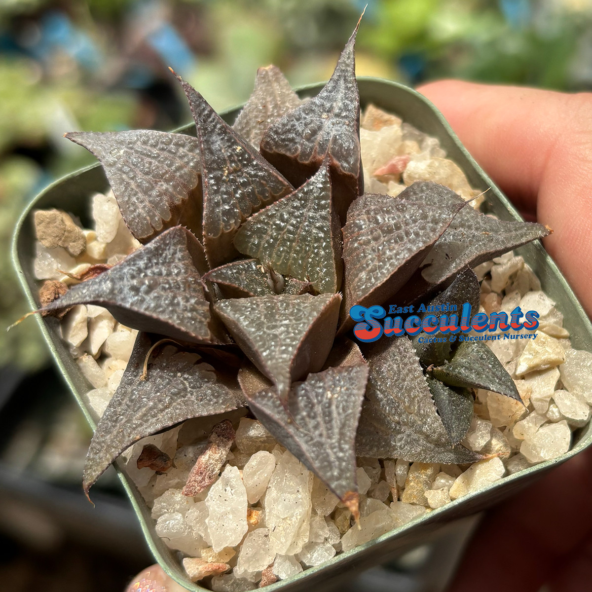 Haworthia Badia - Live Rooted Succulent