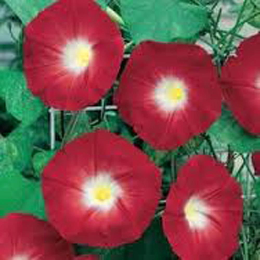 Scarlet O'Hara Morning Glory Seeds - Seasonal Blooms