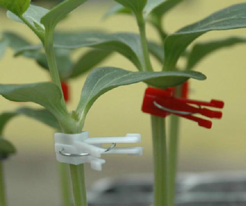 Grafting Clips for Vegetable Plants - Flat & Round M1694 - 5...