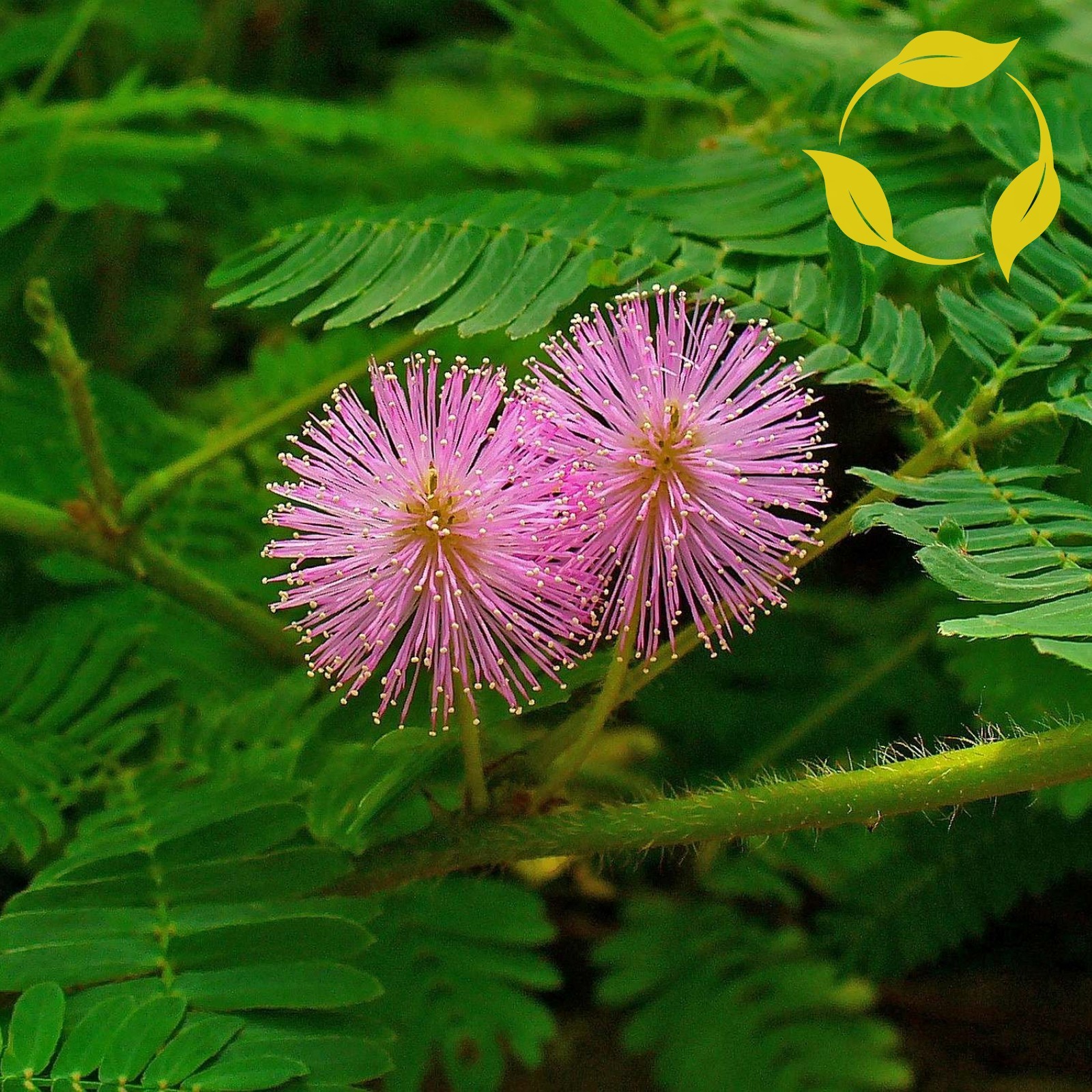 Mimosa Pudica Plant Seeds (Sensitive Plant) - 30+ Seeds