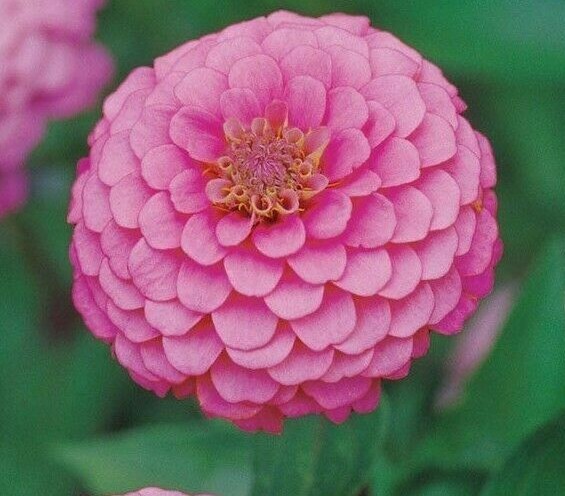 Pink Luminosa Zinnia Seeds 100+ Annual Flower
