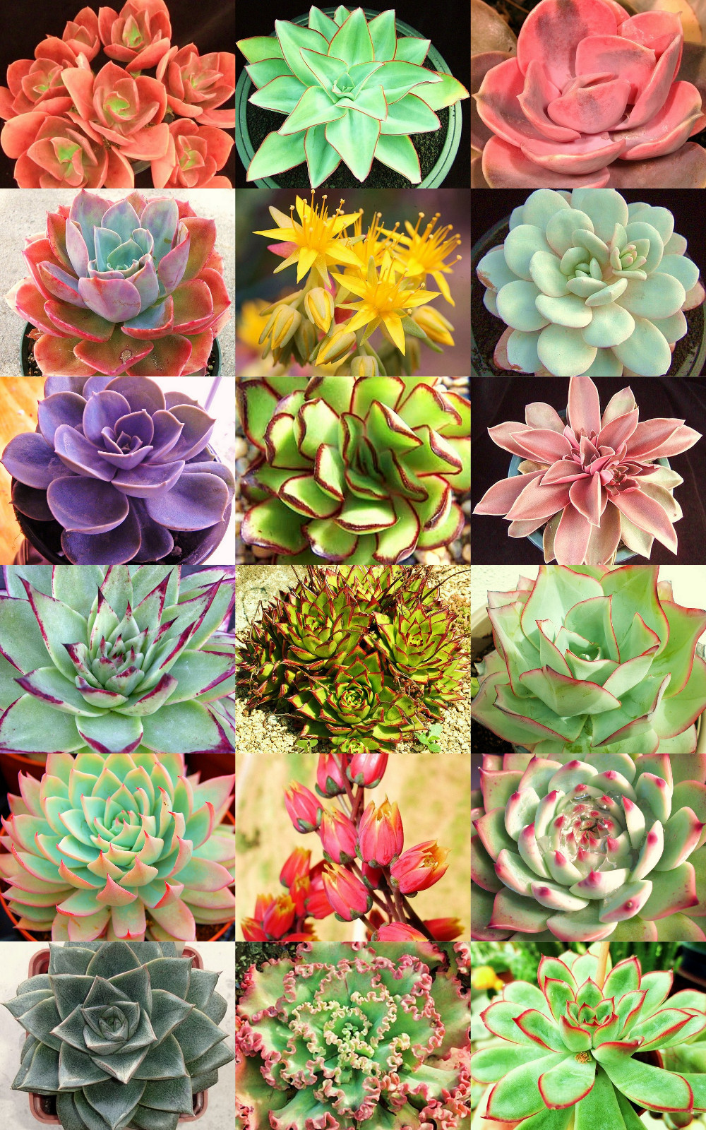 Echeveria Variety Mix Rare Exotic Succulent Flowering Pot 20...