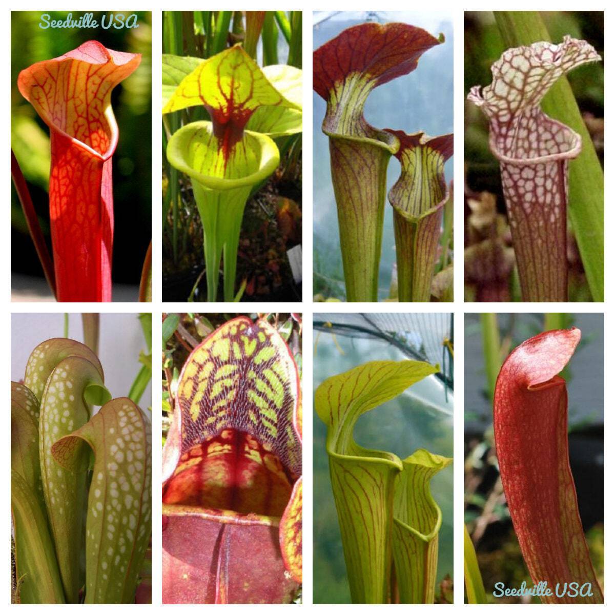 Mixed Pitcher Plant Seeds: Carnivorous Red Purple Yellow Var...