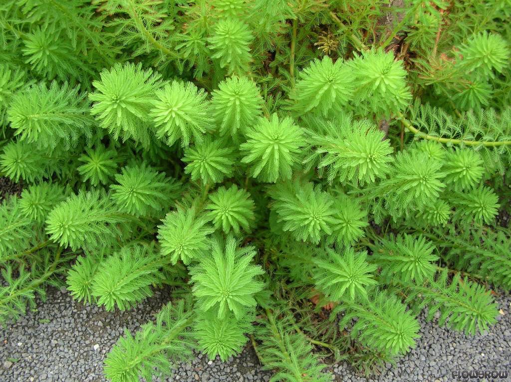 Parrot's Feather Aquatic Pond Plant