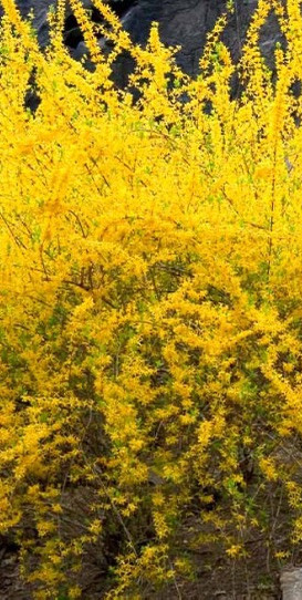 Forsythia Cuttings: (25) 6-10" Long Yellow Gold
